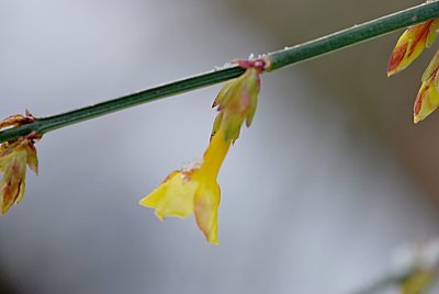 Jasminum nudiflorum - jasmín nahokvětý - poupata a květ